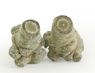 三七的頭數(shù)是什么？