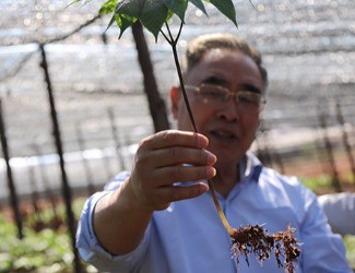 三七是做的最大、研究最好最深的中藥大品種