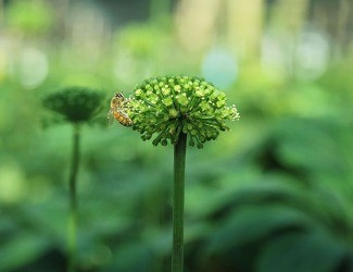 必看！你適合吃三七嗎？