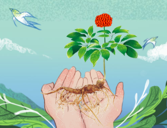 苗鄉(xiāng)三七100萬支持文山學院啟動三七文化建設