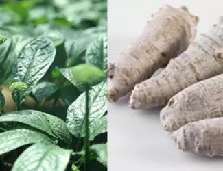 如何挑選道地的三七，買三七需要注意的四點事項