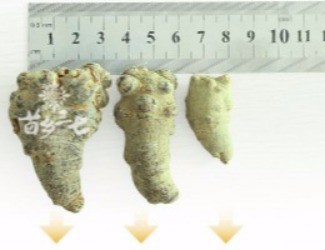 三七頭數(shù)與藥效的關(guān)聯(lián)，只看頭數(shù)并不正確