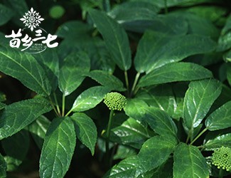 三七全身都是寶,三七全株之三七葉實(shí)用功能介紹