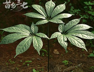 三七與土三七的區(qū)別，土三七含有毒性