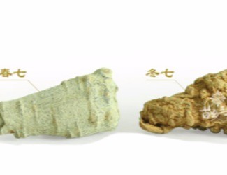 春三七與冬三七區(qū)別詳解，選三七尤其需要注意的知識