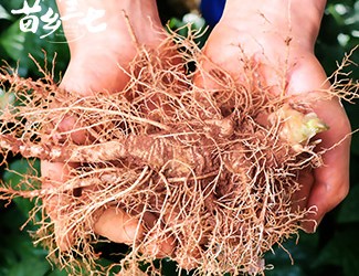 鮮三七和干三七哪個效果好，二者區(qū)別對比
