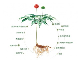 三七名字的由來跟它的功效有關