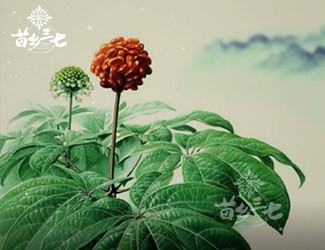 三七有副作用嗎？來看看歷史怎么說