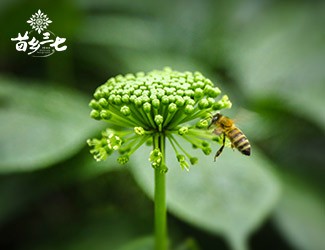 三七花的功效與作用，特殊體質(zhì)食用需注意