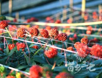 美圖欣賞——三七的一生