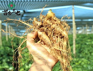 三七的功效與作用講解，從三七在血液系統(tǒng)的應用分析