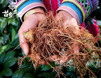 三七補(bǔ)虛強(qiáng)壯，保護(hù)心血管