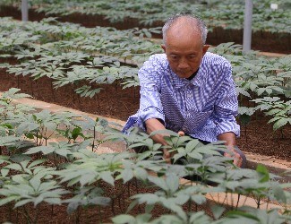 首個(gè)國家三七新品種誕生記——第1季