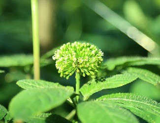 三七可樂，三七醋，三七雪茄煙？——那些新奇的三七產(chǎn)品