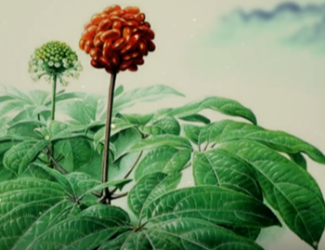 為什么說(shuō)三七是“十全十美”的植物？