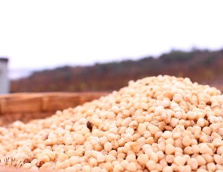 三七的一生——選種、選地（一）