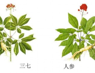 三七人參功效區(qū)別，“北參南七”說法的由來