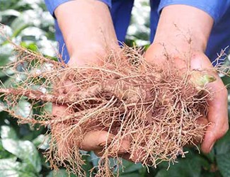 導(dǎo)致三七價(jià)格暴跌的罪魁禍?zhǔn)椎降资钦l?(二)