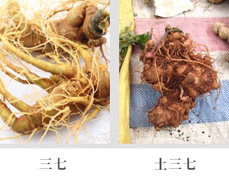文山三七價格琳瑯滿目，當(dāng)心三七和土三七區(qū)別