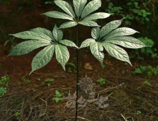 三七既止血又活血,這不是矛盾的嗎？多少劑量時三七發(fā)揮止血或活血？