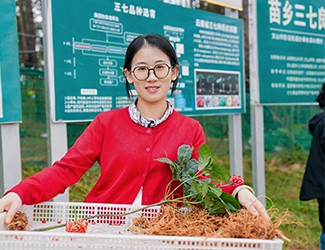 苗鄉(xiāng)三七良種喜獲豐收！??！