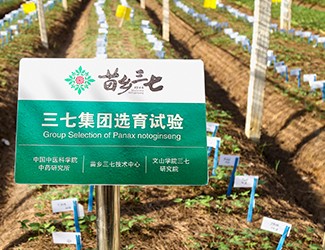 楊生超教授談三七品種選育面臨的挑戰(zhàn)