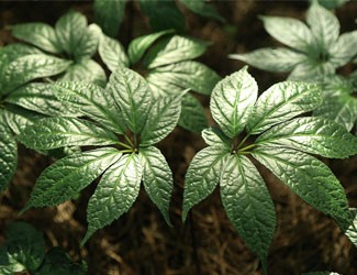 為什么立春后要吃三七？春季養(yǎng)肝的秘密在這里