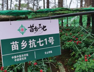 苗鄉(xiāng)抗七1號第三次入選省級主導(dǎo)品種！